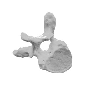 Реплика на торакален прешлен (Vertebra Thoracica)