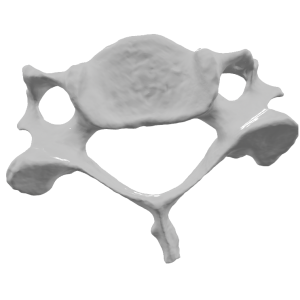 Реплика на трет вратен прешлен (Vertebra Cervicalis, C3)