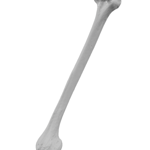 Реплика на надлакотна коска (Humerus)