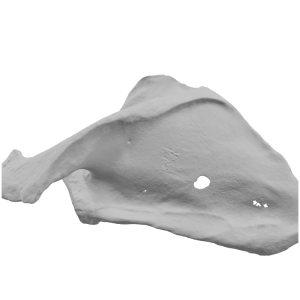 Реплика на лопатка (Scapula)