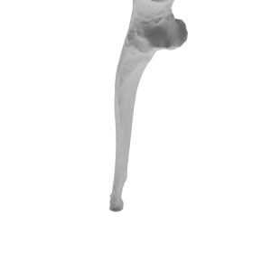 Реплика на лакотна коска (Ulna)